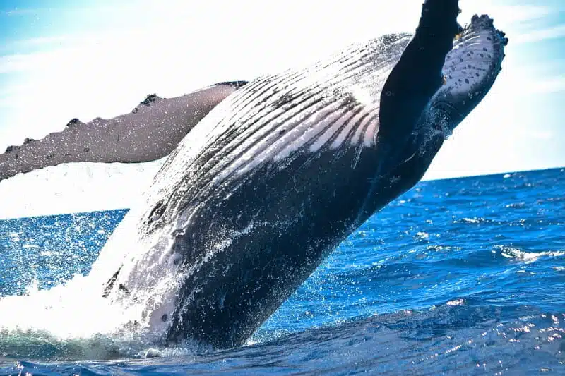 ハイローラー whale